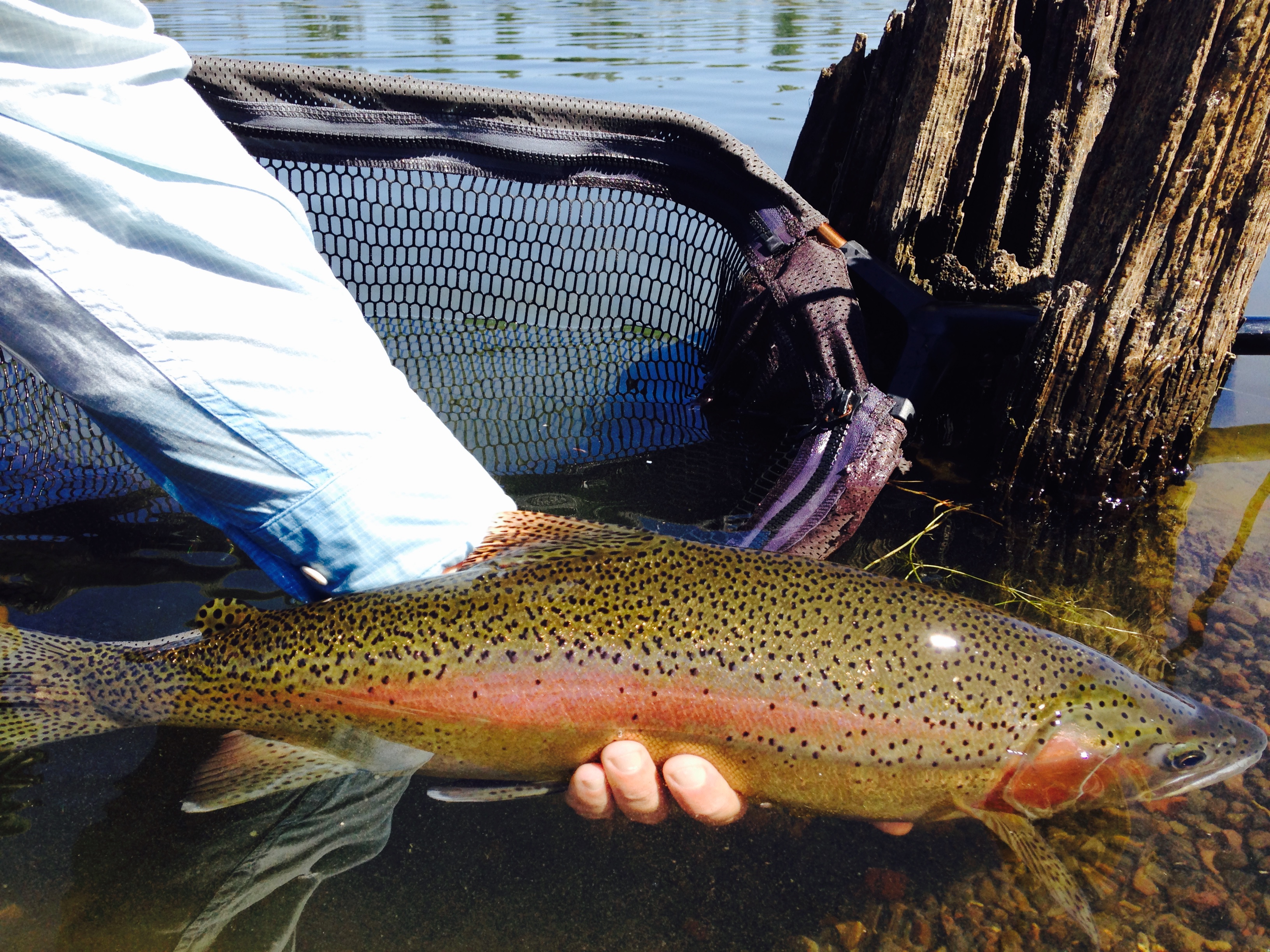 Fly Fishing Central Oregon Rivers – The Hook Fly Shop_Home of